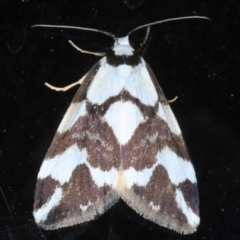 Thallarcha albicollis (Crossed Footman) at Rosedale, NSW - 27 Aug 2024 by jb2602