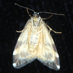 Thallarcha albicollis at Rosedale, NSW - 27 Aug 2024 10:09 PM