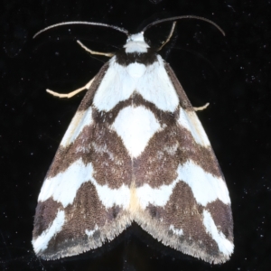 Thallarcha albicollis at Rosedale, NSW - 27 Aug 2024 10:09 PM