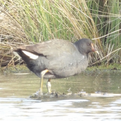 Gallinula tenebrosa (Dusky Moorhen) at Fyshwick, ACT - 28 Aug 2024 by MatthewFrawley