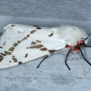 Ardices canescens at Rosedale, NSW - 27 Aug 2024 08:42 PM