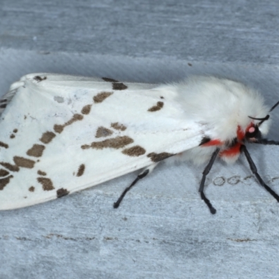 Ardices canescens (Dark-spotted Tiger Moth) at Rosedale, NSW - 27 Aug 2024 by jb2602