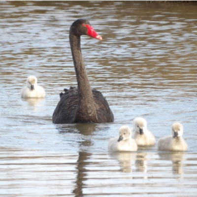 Cygnus atratus (Black Swan) at Fyshwick, ACT - 28 Aug 2024 by MatthewFrawley