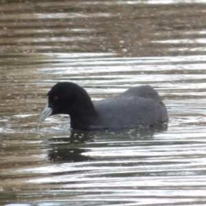 Fulica atra at Fyshwick, ACT - 28 Aug 2024