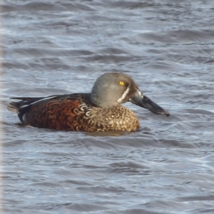 Spatula rhynchotis at Fyshwick, ACT - 28 Aug 2024