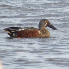 Spatula rhynchotis at Fyshwick, ACT - 28 Aug 2024