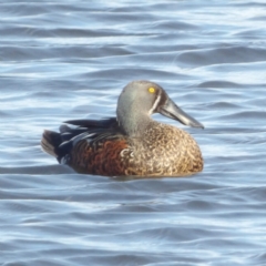 Spatula rhynchotis at Fyshwick, ACT - 28 Aug 2024