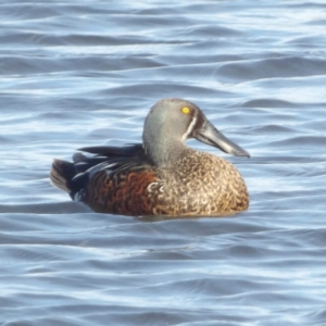 Spatula rhynchotis at Fyshwick, ACT - 28 Aug 2024