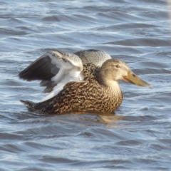 Spatula rhynchotis at Fyshwick, ACT - 28 Aug 2024 03:40 PM