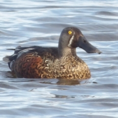 Spatula rhynchotis at Fyshwick, ACT - 28 Aug 2024