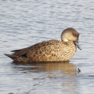 Anas gracilis at Fyshwick, ACT - 28 Aug 2024 03:41 PM