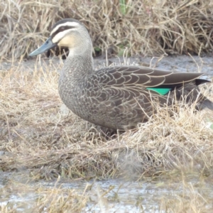 Anas superciliosa at Fyshwick, ACT - 28 Aug 2024