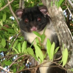 Pseudocheirus occidentalis (Western Ringtail Possum) at Vasse, WA - 16 Jun 2015 by MichaelBedingfield