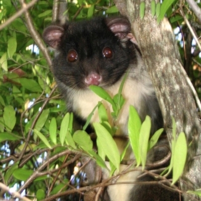 Pseudocheirus occidentalis (Western Ringtail Possum) by MichaelBedingfield