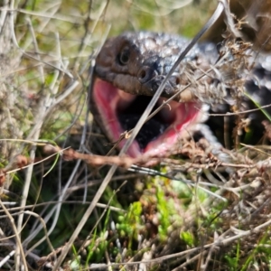 Tiliqua rugosa at Jacka, ACT - 28 Aug 2024 12:23 PM