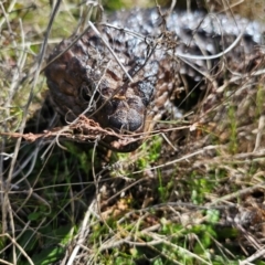 Tiliqua rugosa at Jacka, ACT - 28 Aug 2024 12:23 PM