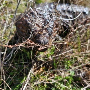 Tiliqua rugosa at Jacka, ACT - 28 Aug 2024 12:23 PM