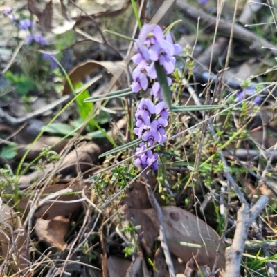 Hovea heterophylla (Common Hovea) at Jacka, ACT - 27 Aug 2024 by Jiggy