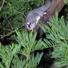 Petaurus breviceps (Sugar Glider) at Bannaby, NSW - 27 Aug 2024 by Lissanthe