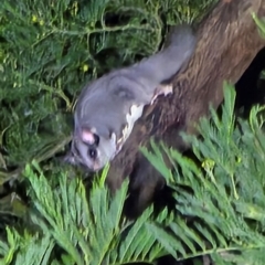 Petaurus breviceps at Bannaby, NSW - suppressed