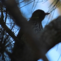 Oriolus sagittatus at Budgewoi, NSW - 29 Aug 2024