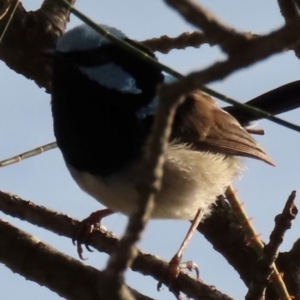 Malurus cyaneus at Budgewoi, NSW - 29 Aug 2024 07:31 AM