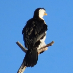 Microcarbo melanoleucos (Little Pied Cormorant) at Budgewoi, NSW - 28 Aug 2024 by lbradley