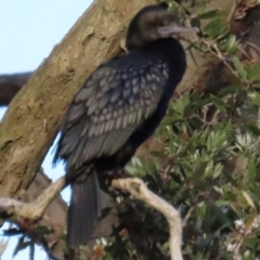 Phalacrocorax sulcirostris (Little Black Cormorant) at Budgewoi, NSW - 28 Aug 2024 by lbradley