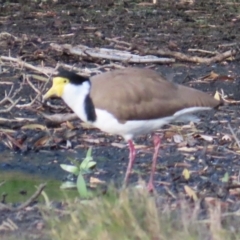 Vanellus miles (Masked Lapwing) at Budgewoi, NSW - 28 Aug 2024 by lbradley