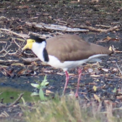 Vanellus miles (Masked Lapwing) at Budgewoi, NSW - 29 Aug 2024 by lbradley