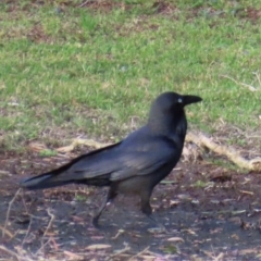 Corvus coronoides (Australian Raven) at Budgewoi, NSW - 28 Aug 2024 by lbradley