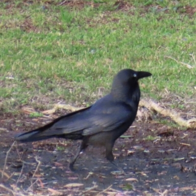 Corvus coronoides (Australian Raven) at Budgewoi, NSW - 29 Aug 2024 by lbradley