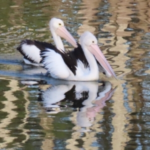 Pelecanus conspicillatus at Budgewoi, NSW - 29 Aug 2024 07:08 AM