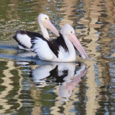 Pelecanus conspicillatus (Australian Pelican) at Budgewoi, NSW - 29 Aug 2024 by lbradley