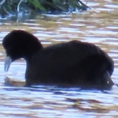 Fulica atra (Eurasian Coot) at Budgewoi, NSW - 28 Aug 2024 by lbradley