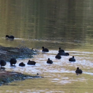 Fulica atra at Budgewoi, NSW - 29 Aug 2024