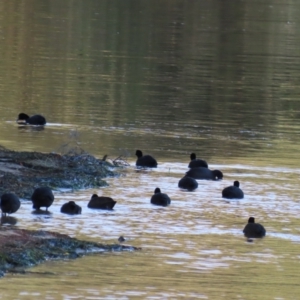 Fulica atra at Budgewoi, NSW - 29 Aug 2024 07:08 AM