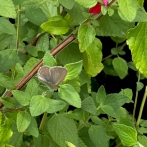 Theclinesthes serpentata at Cowra, NSW - 2 Jan 2023 01:57 PM