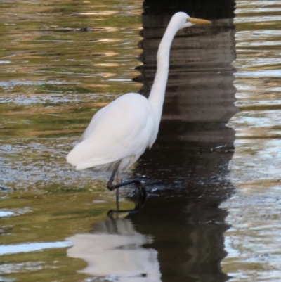 Ardea alba (Great Egret) at Budgewoi, NSW - 29 Aug 2024 by lbradley