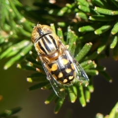 Eristalinus punctulatus (Golden Native Drone Fly) at Braemar, NSW - 26 Aug 2024 by Curiosity