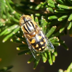 Eristalinus punctulatus at Braemar, NSW - 27 Aug 2024