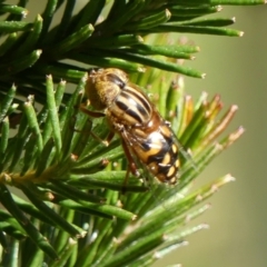 Eristalinus punctulatus at Braemar, NSW - 27 Aug 2024