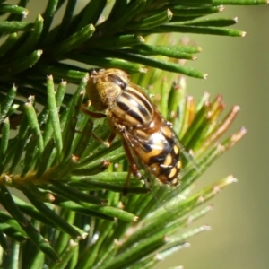 Eristalinus punctulatus at Braemar, NSW - 27 Aug 2024