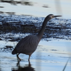 Egretta novaehollandiae (White-faced Heron) at Budgewoi, NSW - 29 Aug 2024 by lbradley