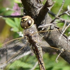 Anax papuensis at Braemar, NSW - 28 Aug 2024 09:50 AM