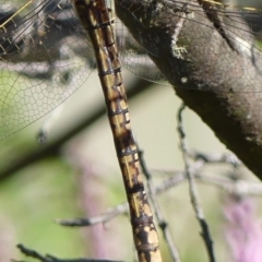 Anax papuensis at Braemar, NSW - 28 Aug 2024