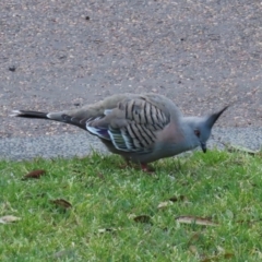 Ocyphaps lophotes (Crested Pigeon) at Budgewoi, NSW - 28 Aug 2024 by lbradley