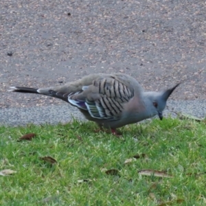 Ocyphaps lophotes at Budgewoi, NSW - 29 Aug 2024 06:41 AM