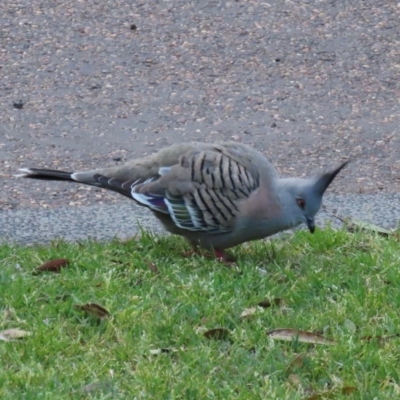 Ocyphaps lophotes (Crested Pigeon) at Budgewoi, NSW - 28 Aug 2024 by lbradley