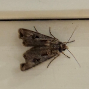 Agrotis munda at Mittagong, NSW - 28 Aug 2024